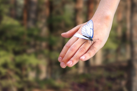 A large white butterfly on a childs hand against a forest background. Ecology. Communication with the animal world. Caring for natureの写真素材