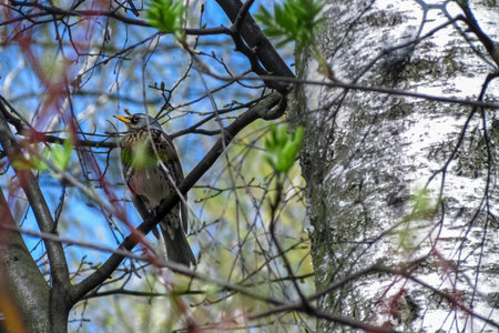 Songbird thrush in spring on a birch tree against a background of blue sky and the first greenery....