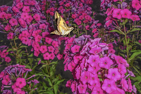 Butterfly Sphingidae (hawk moth) with beautiful yellow-red wings in flight collects nectar from pink phlox flowers on a summer evening.の写真素材