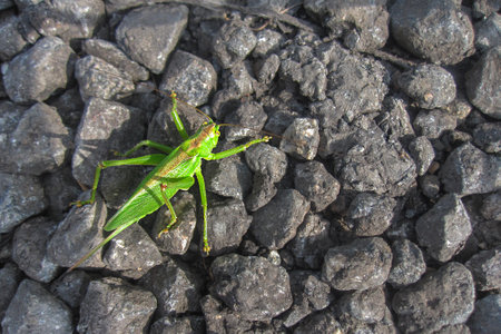 A bright green grasshopper on gray stones. Large locusts in nature. copyspace.の写真素材