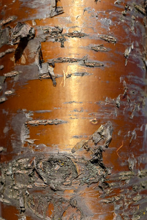 Layered bronze texture of bird cherry bark Prunus maackii. Vertical woody natural background....