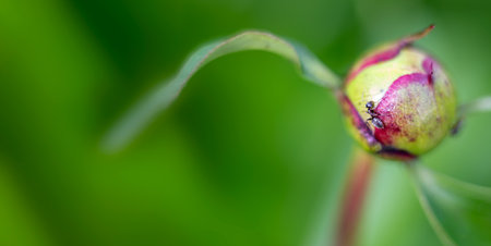 ant on peony bud. Insect pests. Banner. soft focus. Space for text. copy spaceの写真素材