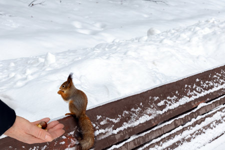 Feeding squirrels in winter. Close-up hand of elderly woman offering nuts. snowy background.の写真素材