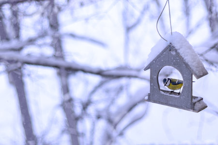 tit in feeder in form of house on snowy winter day in park. Copy spaceの写真素材