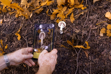man finds out which mushroom is which through mobile app. Hands with vitiligo close-up. fall season....