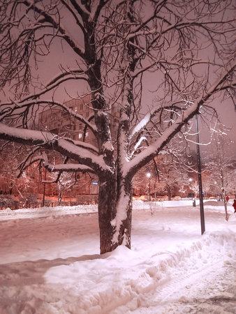 snow-covered tree in pink light of streetlights by roadside in winter park.
