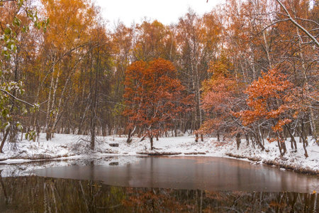 first snow on pond. Picturesque autumn scenery. beginning of winter. Interseason.の写真素材