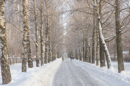 Birch alley in winter, covered with hoarfrost and snow. Soft focus, blurの写真素材