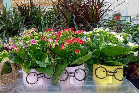 Brightly blooming kalanchoe in funny pots in shape of faces wearing glasses in flower store window. Expectation of spring, cheerfulness.の写真素材