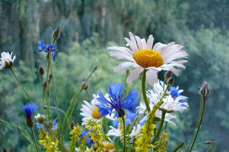 Field flowers - daisies, cornflowers close-up on background of green forest. medicinal herbs. Postcard. copy space, template, layout, mockup.の写真素材