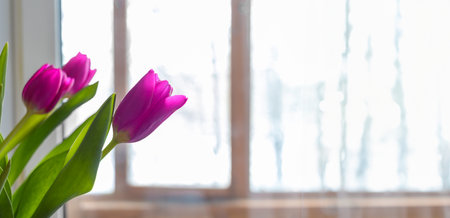Purple tulips by the window in early spring. Banner with copy space. springtime atmosphere.の写真素材