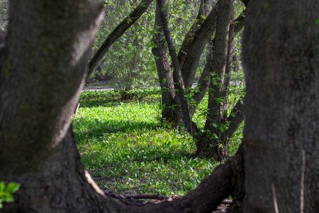 Thick tree trunks and emerald grass in fabulous spring forest. Close-up. Beauty in nature.の写真素材