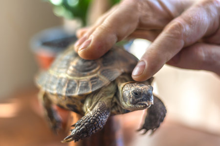Strong male hands gently stroke turtle. Attachment to pet. Mutuality. Close-up. Turtles dayの写真素材