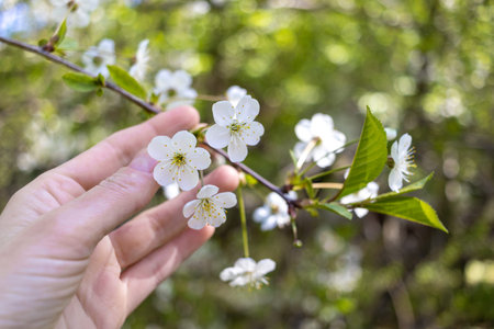 Woman holding and examining cherry blossom branch on sunny spring day. Close-up of hand....