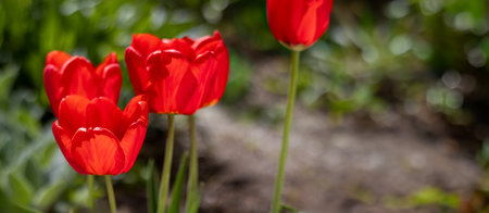 Banner with red tulips in green of spring garden. Place for text, place for copying. Tulip Day. Minimalism. Close-up.の写真素材
