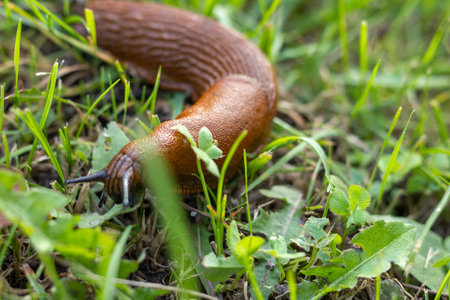 Large brown slug crawling in grass. Close-up. Parasites, pests of agriculture.