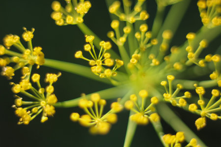 Flowering dill, macrophoto. Bright yellow on dark background.
