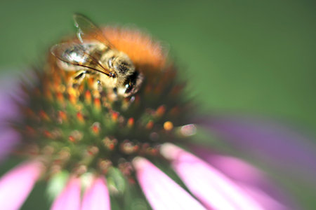Bumblebee on flower of Echinacea purpurea. Macro, close-up. Text place, copy space. Selective, soft...