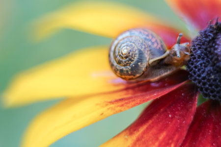 Serene refuge of a snail in spiral shell on bright orange rudbeckia flower. Soft, selective focus, blur. Macro, close-up. Place for text, copy space.の写真素材