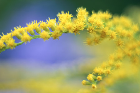 Branch with bright yellow goldenrod flowers on light blue background. Place for text, copy space, template, layout.の写真素材