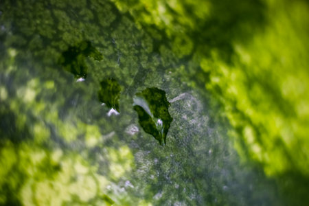 Blurred watermelon peel background with water drops. Macro, texture, backdrop. Abstractionの写真素材