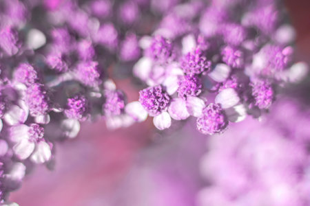Achillea millefolium purple flowers in close-up. Medicinal herbs. Soft, selective focus, blurred. Background, background, backdrop. Fog, hazeの写真素材