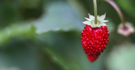 Red strawberry in green of leaves in garden. Summer nature bannerの写真素材