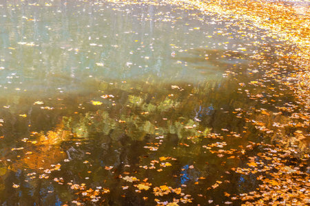 Fallen golden leaves in pond. Autumn background, abstract. Place for text, copy space