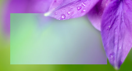 Petals of purple flower with water droplets instead of greeting frame. Card with space for text.の写真素材