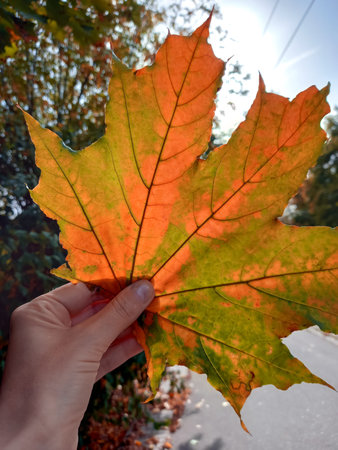 Bright orange autumn maple leaf in womans hand. Hello, fall
