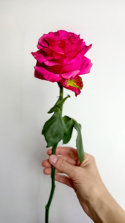 Lush pink rose in womans hand. White background. Close-up. Soft focus, blurredの写真素材