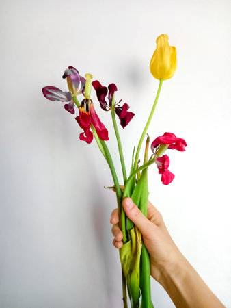Wilted bouquet of tulips in womans hand on white background. Gone feelingsの写真素材
