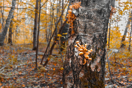 Armillaria mellea on birch in fall forest.