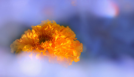Tagetes orange flower in blue haze, mist, blur. Postcard with copy space.の写真素材