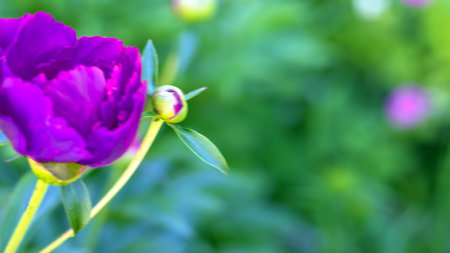 Purple peony flower in greenery of garden. Soft focus, blurred. Copy space. Postcard.の写真素材