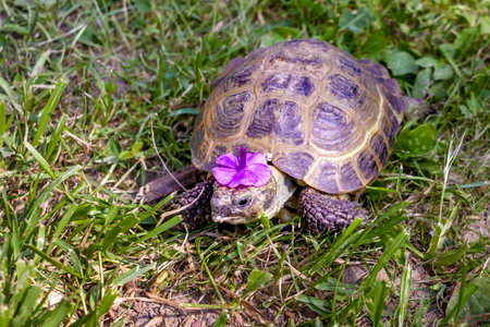Turtle wearing flower hat sits in grass. World Turtle Dayの写真素材