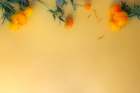 Bright orange flowers on yellow background, create fresh and minimalistic floral border. Frame, backdrop, copy spaceの写真素材