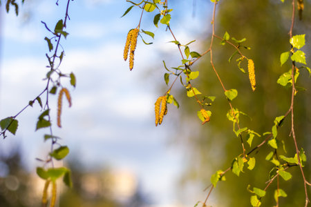 Birch branches with catkins gently swaying against clear sky. The focus on fresh green leaves and yellow catkins captures the essence of spring in this vibrant natural setting.の写真素材