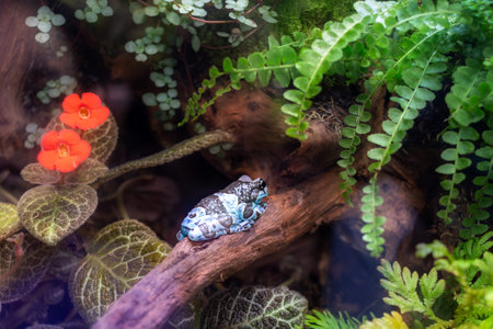 Blue and black frog on log among flowers and exotic plants.の写真素材