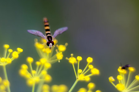 Hoverfly collecting nectar on bright yellow dill flowers.