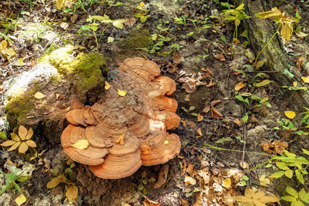 Large orange mushrooms Polypore grow on a damp forest tree stump surrounded by fallen leaves