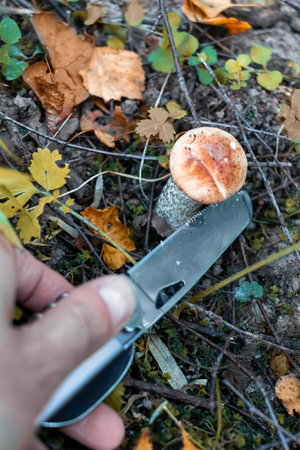 Close-up of hand harvesting wild mushroom Leccinum aurantiacum with knife in forest setting. Ground...