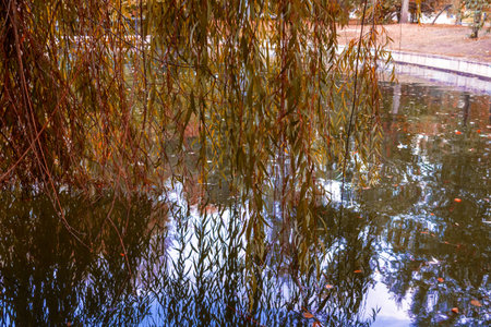 Willow branches hang gracefully over the tranquil pond, reflecting their shapes in the water below....