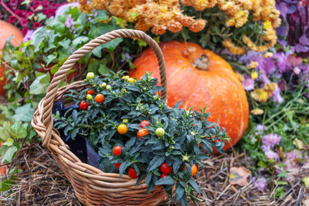 Autumn composition with decorative pepper in pot in wicker basket surrounded by pumpkins and bright flowers. Atmosphere of autumn harvest.の写真素材