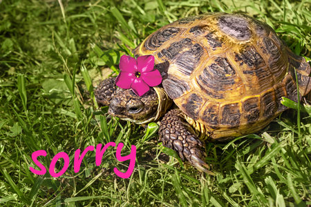 Tortoise in grassy with pink flower hat, accompanied by the word sorry. A message of apology.の写真素材