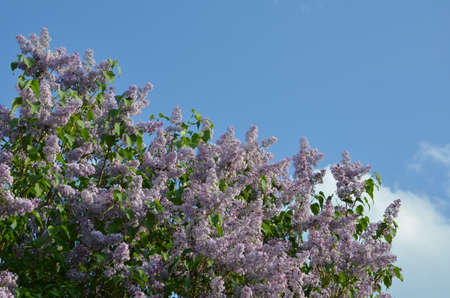 Spring background with lilac flowers in spring garden. Blooming spring lilac flowers. Selective focus at the central lilac flowers. Spring flower background with blooming lilac flowers, closeup of spring lilac flowers in spring blossomの写真素材
