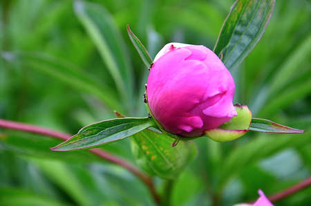 Peony bud, ant on bud, Spring flowers, good accentの写真素材