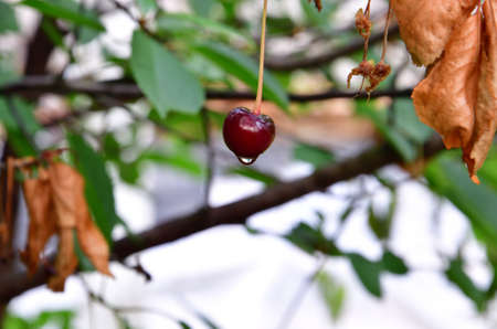 Raindrops on a cherry in the garden.の写真素材