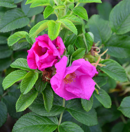 Flower rose nitidus, wild rose, cluster rose, roses in the garden.の写真素材