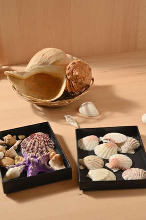 Collection of sea mollusks. Seashells on a wooden table. Shellfish decorations.の写真素材